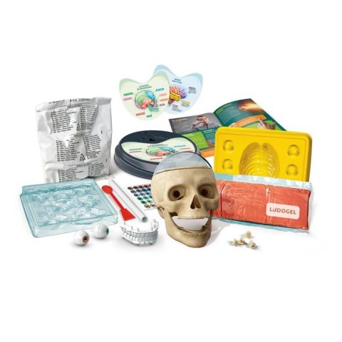 Zestaw edukacyjny Zwariowana Anatomia Zestaw edukacyjny Zwariowana Anatomia